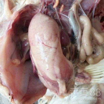 中兽药在家禽腺肌胃炎防治中的应用创新