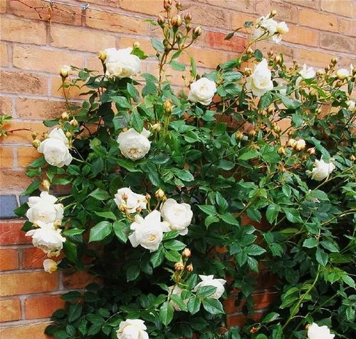 月季花的种植时间