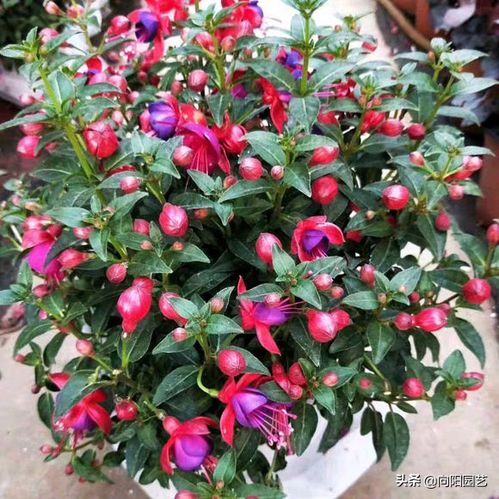 第三步：土壤， 就像呵护小宝宝一样