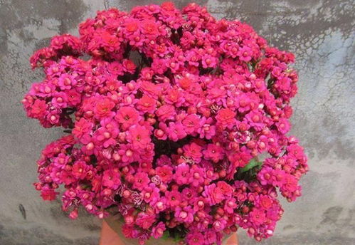 长寿花休眠期在哪月结束？揭秘长寿花复苏时间！