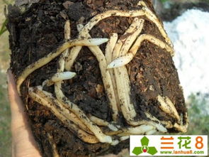 兰花种植的其他要点