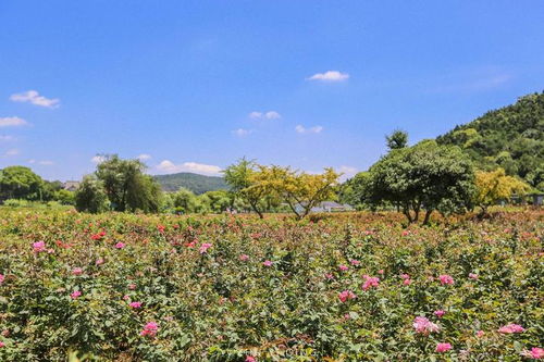 赏花游园， 感受巴彦淖尔的浪漫