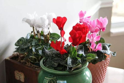 仙客来叶子修剪，一半嵌入“花语”