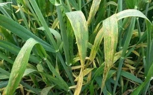 己唑醇种高效、 低毒杀菌剂