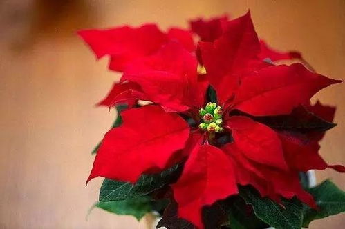 节日里的红宝石