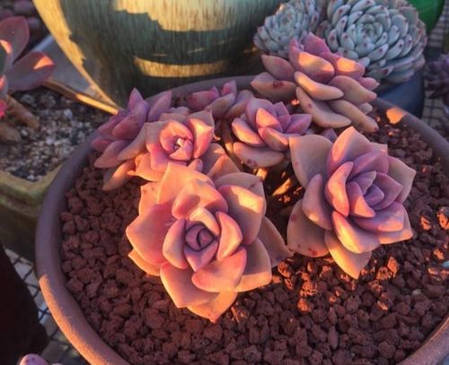 黄丽：生长迅速， 容易长杆