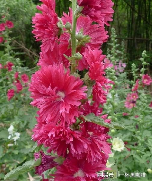 适合北方地区越冬的宿根花卉