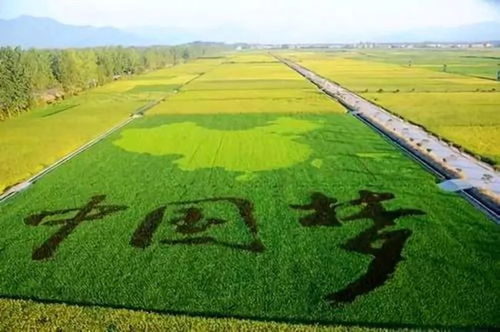 云南假福王草：独特形态