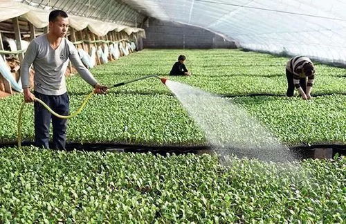 河南南阳种植户王姐去年因连续阴雨导致烂苗，采用