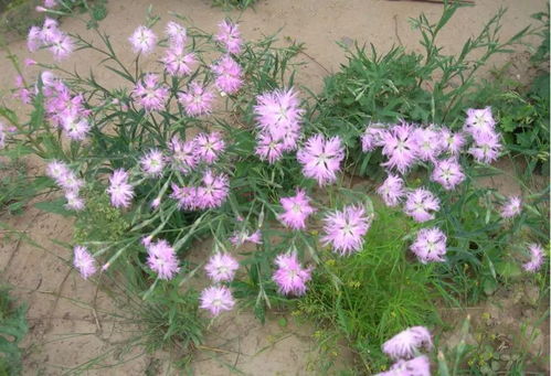 草本植物的多年生与一年生