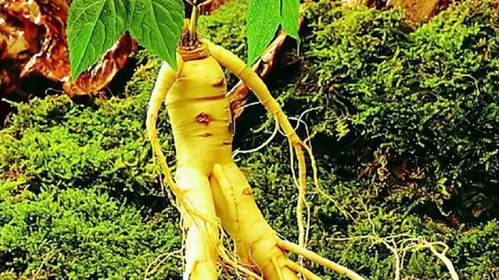 人参跑起来：揭秘植物界的奇观，人参会跑步真的假的？