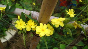 舞春花的养殖技巧