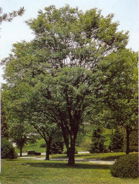 疑问解答与养护技巧