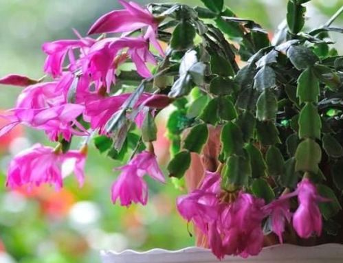 “珍珠草养殖教程，视频教学，爆款花卉养殖秘诀！”