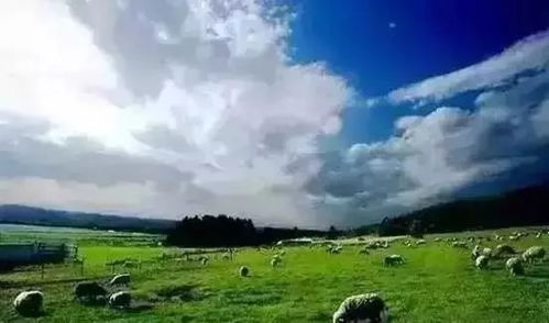湖南常宁油菜，专家点赞