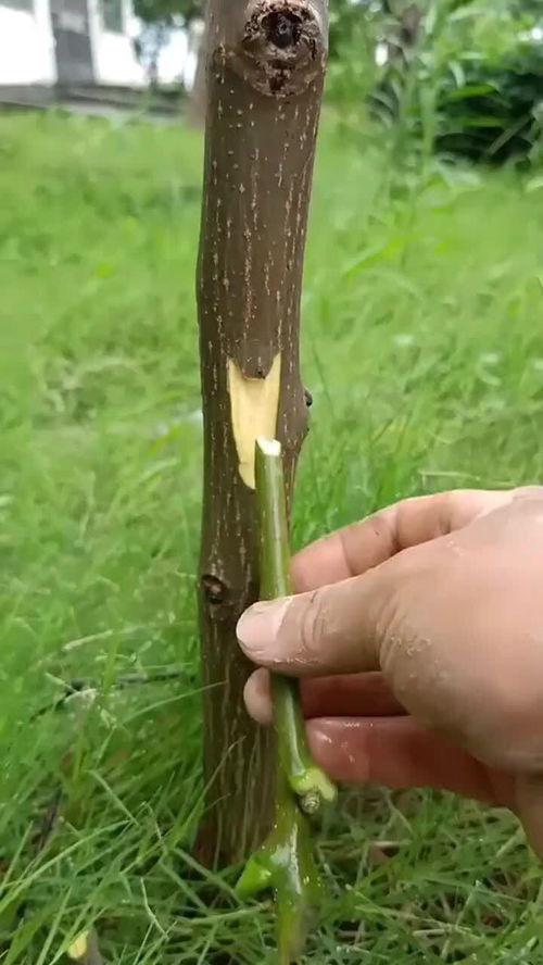 秋季高效嫁接技巧：芽接法操作图解，畜牧养殖必备！