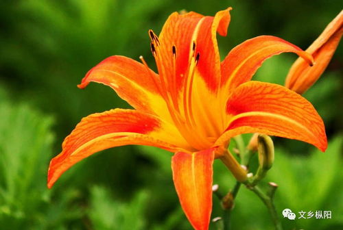 天气状况：萱草的天气小管家