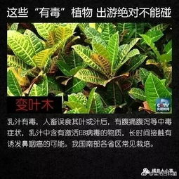 野外踏青的注意事项