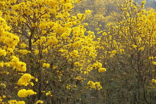 黄花风铃木：自然的魔法师