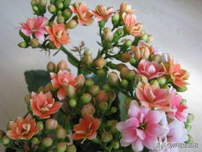 芙蓉花怎么养？学会这几招