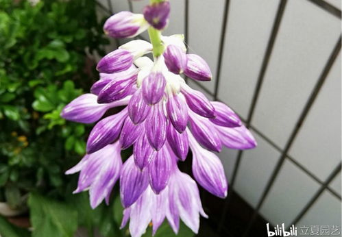 在寒冷的冬日哪些花儿还嫩绽放光彩？