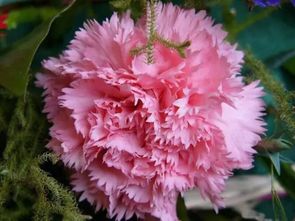 蓝色康乃馨的魔法之旅