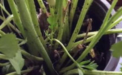 “花盆小黑飞怎么除？试试这个方法