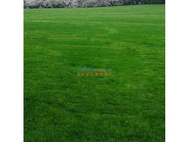 紫花苜蓿， 小草的坚韧