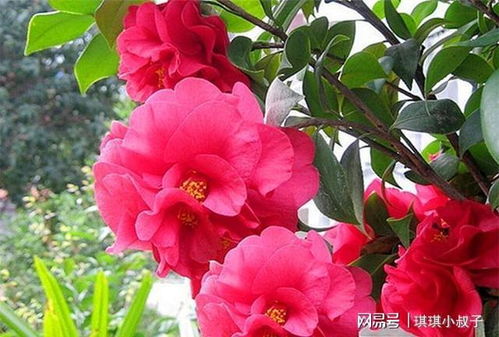 探春月季的品种介绍