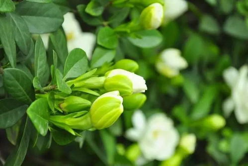 栀子花要怎么养才能保证其开花多且花朵鲜艳