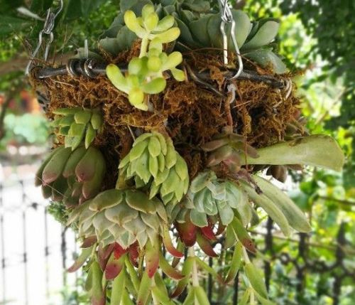 多肉花篮制作，将多肉植物巧妙组合于篮中