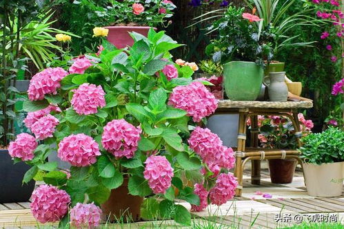 配土秘籍， 用Zuo奶茶的思路