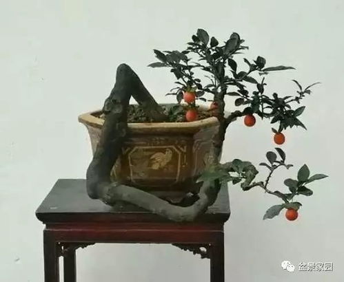 四季海棠的种子是否存在是它通过种子繁殖还是无性繁殖