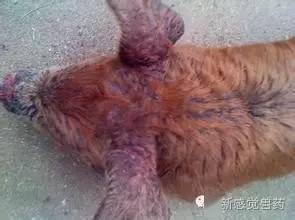 哺乳仔猪渗出性皮炎发病特点：皮肤红肿、渗出液增多