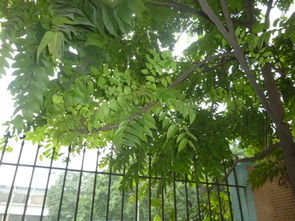 当归的真相：老药农告诉你