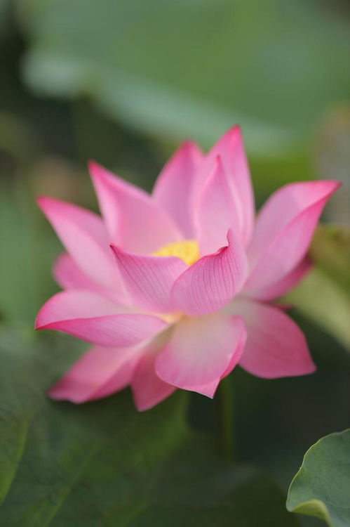 第六步：防虫害