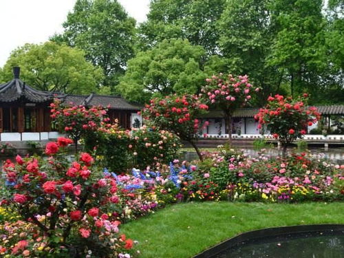 金鱼草：色彩鲜艳， 生命力顽强