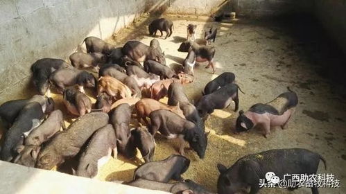 猪过量食用饲料会出现哪些具体症状？猪吃饲料与不吃饲料有哪些显著区别？