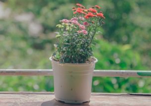 每年的5月到8月是蕞佳换盆时间