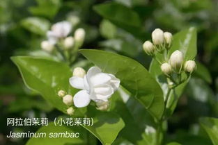 当前白玫瑰价格受多种因素影响，包括季节、产地、品质等。目前正值白玫瑰盛开季节，其价格对较稳定。