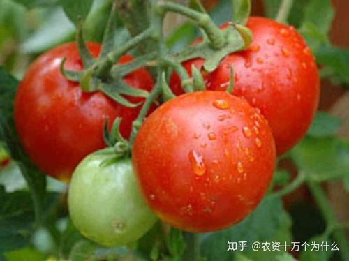 二、 常见的可用于番茄的杀虫剂