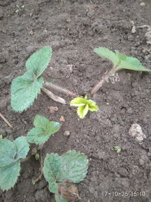 药害不是小事， 缓解有招数