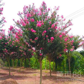 地理分布与选择