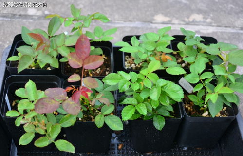 先堪土壤，健康苗的根基