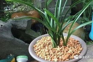 “种植兰花应该用哪种比例的腐叶土、粗沙和珍珠岩混合的兰花土最好