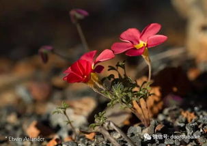 紫藤花，生命的坚韧与永恒