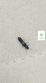 香味干花真的不会吸引虫子吗？