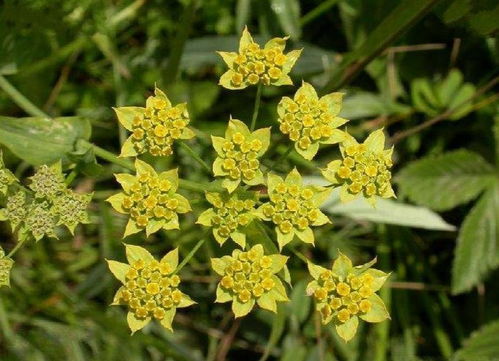 精喹禾灵是个啥玩意儿？