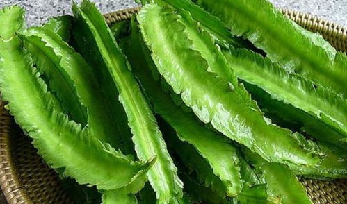 厨房里的蛋白质宝藏