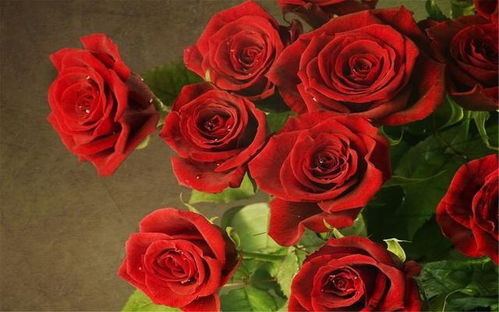 家里种玫瑰花，风水大师怎么说